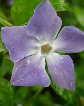 Fotografia 7 da espécie Vinca major subesp. major no Jardim Botânico UTAD