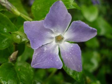 Fotografia da espécie Vinca major subesp. major