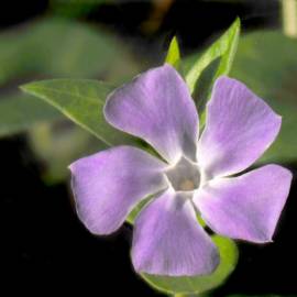 Fotografia da espécie Vinca major subesp. major