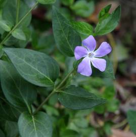 Fotografia da espécie Vinca major subesp. major