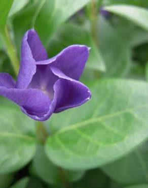 Fotografia 10 da espécie Vinca major subesp. major no Jardim Botânico UTAD