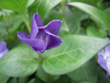 Fotografia da espécie Vinca major subesp. major