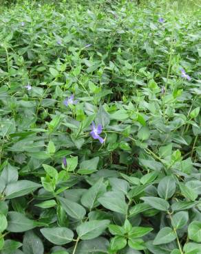 Fotografia 11 da espécie Vinca major subesp. major no Jardim Botânico UTAD