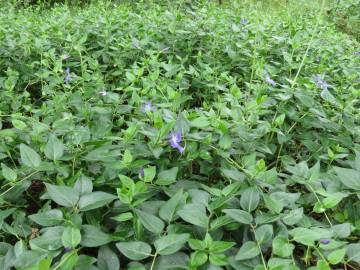 Fotografia da espécie Vinca major subesp. major