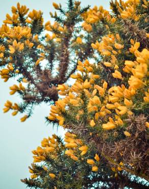 Fotografia 3 da espécie Ulex europaeus subesp. europaeus no Jardim Botânico UTAD