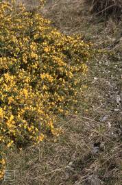 Fotografia da espécie Ulex europaeus subesp. europaeus