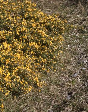 Fotografia 4 da espécie Ulex europaeus subesp. europaeus no Jardim Botânico UTAD