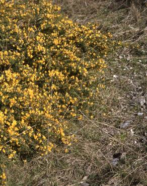 Fotografia 4 da espécie Ulex europaeus subesp. europaeus no Jardim Botânico UTAD