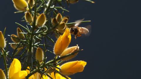 Fotografia da espécie Ulex europaeus subesp. europaeus