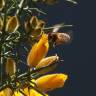 Fotografia 5 da espécie Ulex europaeus subesp. europaeus do Jardim Botânico UTAD