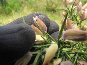 Fotografia da espécie Ulex europaeus subesp. europaeus