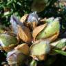 Fotografia 8 da espécie Ulex europaeus subesp. europaeus do Jardim Botânico UTAD