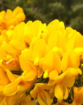 Fotografia 10 da espécie Ulex europaeus subesp. europaeus no Jardim Botânico UTAD