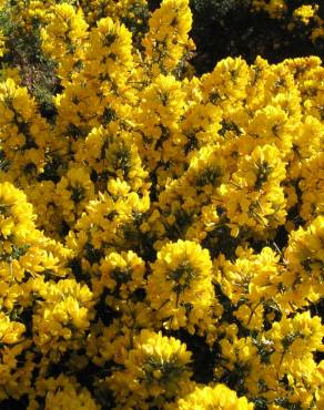 Fotografia 11 da espécie Ulex europaeus subesp. europaeus no Jardim Botânico UTAD