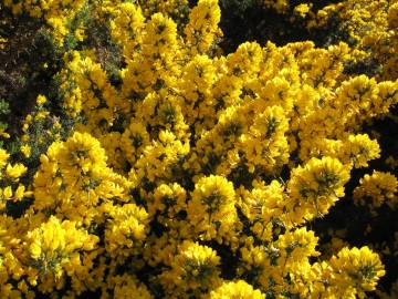 Fotografia da espécie Ulex europaeus subesp. europaeus