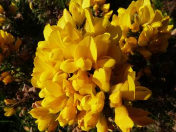 Fotografia da espécie Ulex europaeus subesp. europaeus