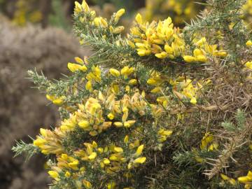 Fotografia da espécie Ulex europaeus subesp. europaeus