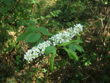 Fotografia da espécie Prunus padus subesp. padus
