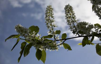 Fotografia da espécie Prunus padus subesp. padus