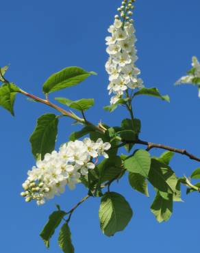 Fotografia 1 da espécie Prunus padus subesp. padus no Jardim Botânico UTAD