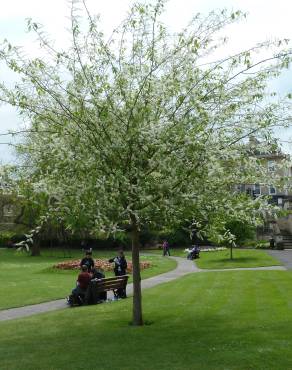 Fotografia 5 da espécie Prunus padus subesp. padus no Jardim Botânico UTAD