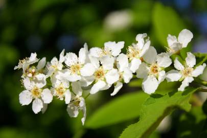 Fotografia da espécie Prunus padus subesp. padus