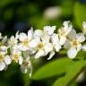 Fotografia 6 da espécie Prunus padus subesp. padus do Jardim Botânico UTAD