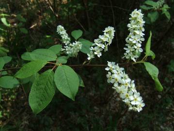 Fotografia da espécie Prunus padus subesp. padus