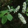 Fotografia 8 da espécie Prunus padus subesp. padus do Jardim Botânico UTAD