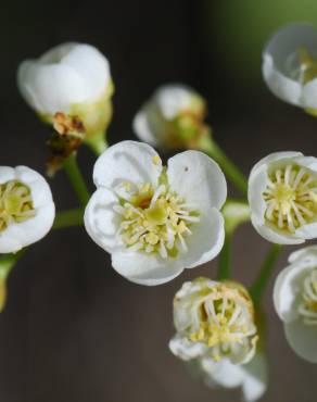 Fotografia 9 da espécie Prunus padus subesp. padus no Jardim Botânico UTAD