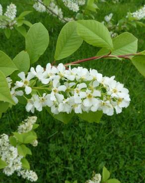 Fotografia 10 da espécie Prunus padus subesp. padus no Jardim Botânico UTAD