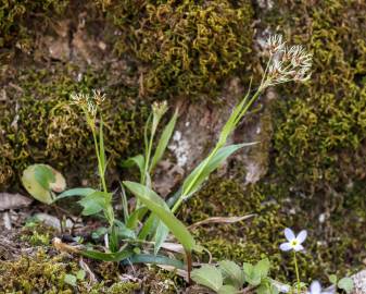 Fotografia da espécie Luzula multiflora