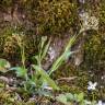 Fotografia 3 da espécie Luzula multiflora do Jardim Botânico UTAD