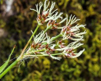 Fotografia da espécie Luzula multiflora