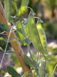 Fotografia da espécie Pisum sativum subesp. sativum