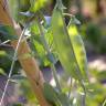 Fotografia 5 da espécie Pisum sativum subesp. sativum do Jardim Botânico UTAD