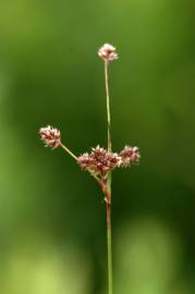 Fotografia da espécie Luzula multiflora