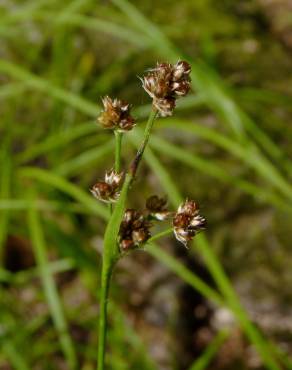 Fotografia 8 da espécie Luzula multiflora no Jardim Botânico UTAD