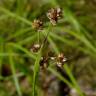 Fotografia 8 da espécie Luzula multiflora do Jardim Botânico UTAD