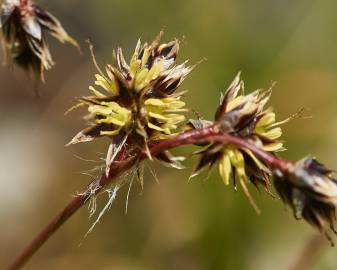 Fotografia da espécie Luzula multiflora