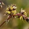 Fotografia 9 da espécie Luzula multiflora do Jardim Botânico UTAD