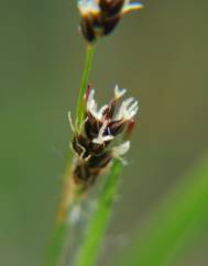 Luzula multiflora