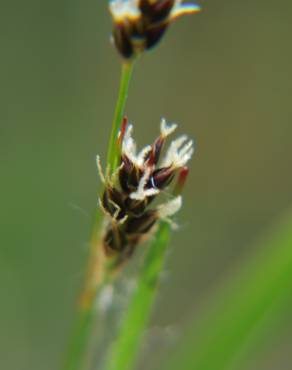 Fotografia 1 da espécie Luzula multiflora no Jardim Botânico UTAD