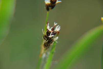 Fotografia da espécie Luzula multiflora