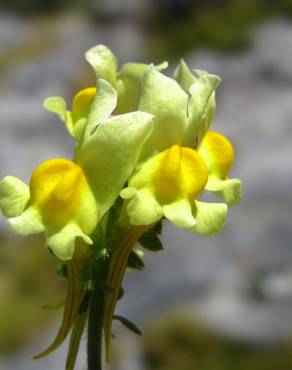 Fotografia 1 da espécie Linaria supina subesp. supina no Jardim Botânico UTAD