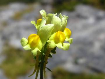 Fotografia da espécie Linaria supina subesp. supina