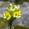 Fotografia 1 da espécie Linaria supina subesp. supina do Jardim Botânico UTAD