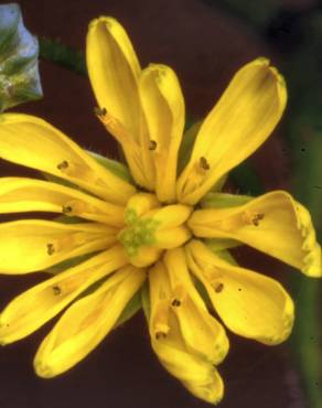 Fotografia 5 da espécie Crepis capillaris var. capillaris no Jardim Botânico UTAD