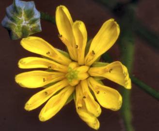 Fotografia da espécie Crepis capillaris var. capillaris