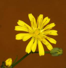 Fotografia da espécie Crepis capillaris var. capillaris